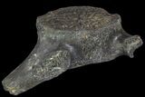 Fossil Whale Cervical Vertebra - South Carolina #85577-1